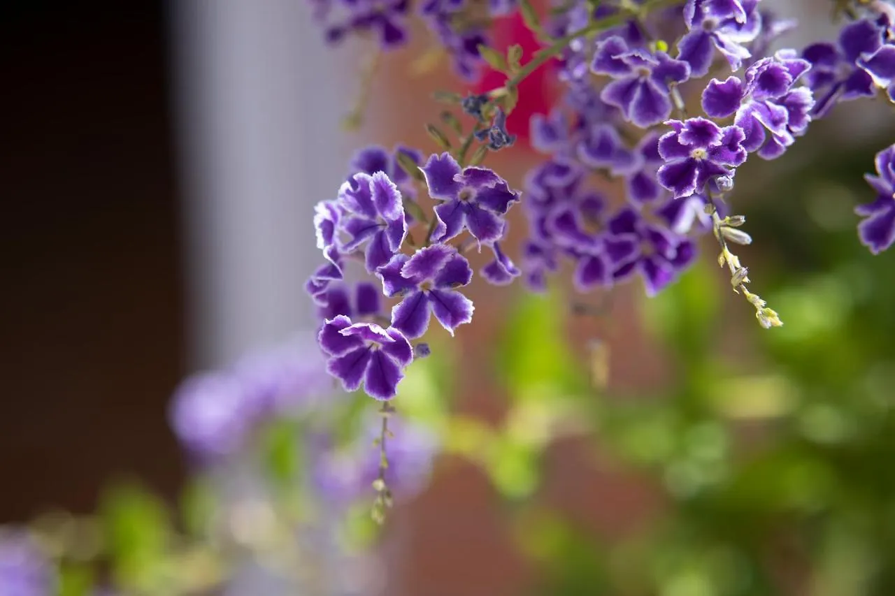 Hotel Malaga Hills Double Comfort Boutique & Wellness Eco-Hotel -Adults Only- Cómpeta
